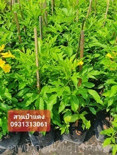  ต้นทองอุไร สูง 30 ซม. | สวนลุงดำพันธุ์ไม้ -  นครนายก