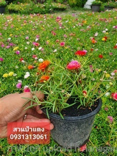  ต้นคุณนายตื่นสาย | สวนลุงดำพันธุ์ไม้ -  นครนายก