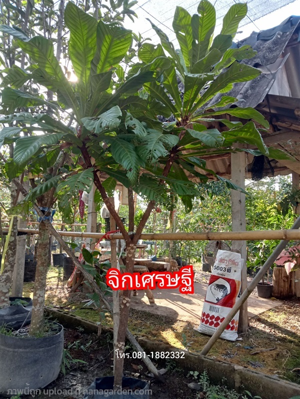 ต้นจิกเศรษฐี | ชฎา - เมืองนครศรีธรรมราช นครศรีธรรมราช