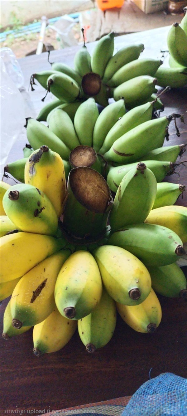 กล้วยหวานมัน กล้วยลือแมะมานิช  | วรรณพันธุ์ไม้ - เมืองตรัง ตรัง