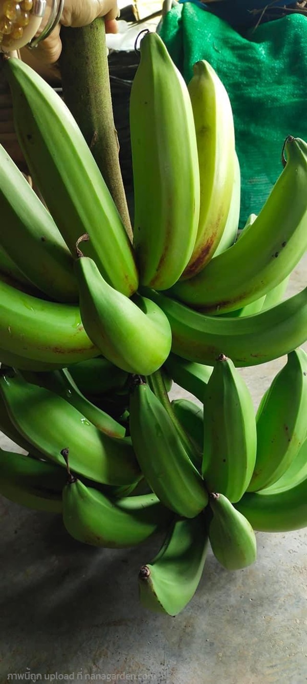 หน่อกล้วยขนุน พันธุ์กล้วยขนุน | วรรณพันธุ์ไม้ - เมืองตรัง ตรัง