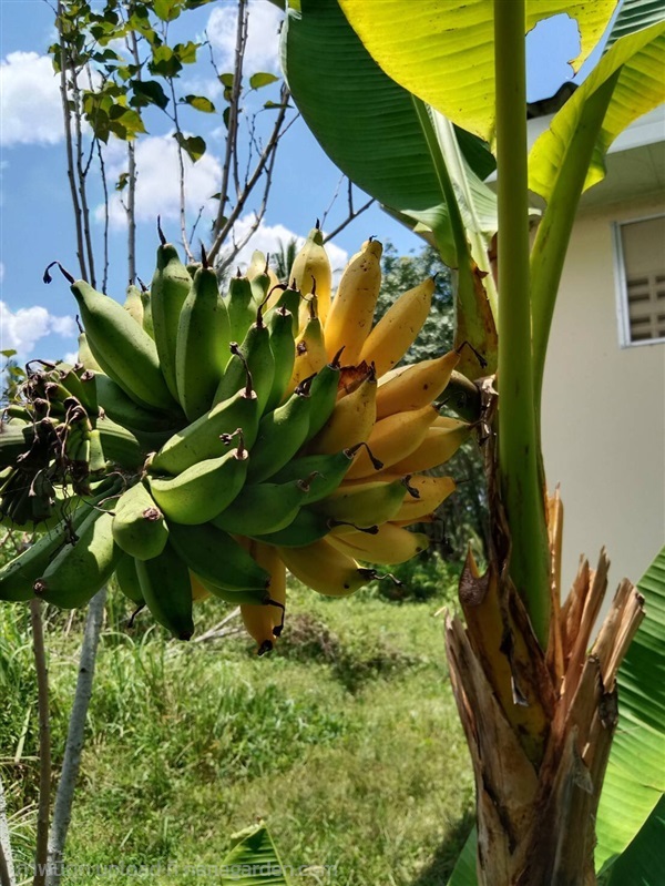 กล้วยนำ้นม กล้วยนำ้นมราชสีห์ | วรรณพันธุ์ไม้ - เมืองตรัง ตรัง