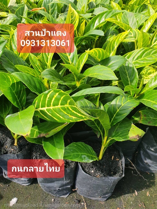  กนกลายไทย | สวนลุงดำพันธุ์ไม้ -  นครนายก