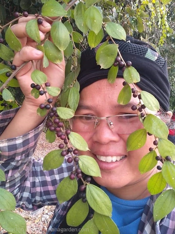 เล็บเหยี่ยว หมากเล็บแมว ขายเมล็ดพันธุ์/ต้นกล้า | เมล็ดพันธุ์ดี เกษตรวิถีไทย - เมืองระยอง ระยอง