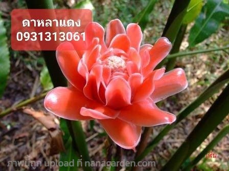  ดาหลาแดง | สวนลุงดำพันธุ์ไม้ -  นครนายก