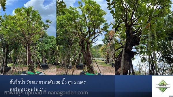 ต้นจิกน้ำ สร้อยระย้า  | สวนสุวนันท์ ไม้ล้อม  -  สระบุรี