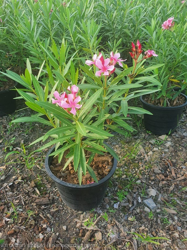  ยี่โถ | สวนลุงดำพันธุ์ไม้ -  นครนายก