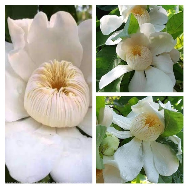 ต้นบัวสวรรค์สีขาว | สวนพิจิตรา พันธุ์ไม้ (ปราจีนบุรี) - เมืองปราจีนบุรี ปราจีนบุรี
