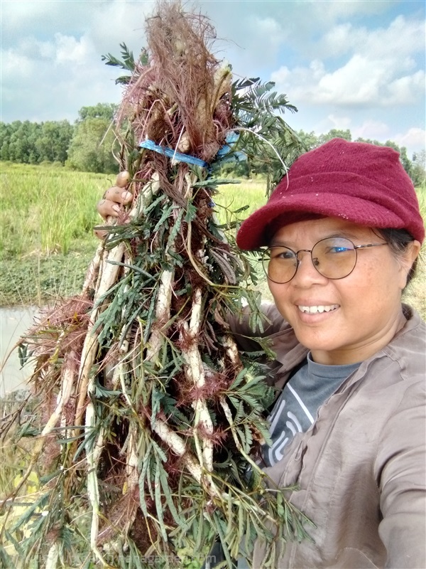 ผักกระเฉดน้ำ  ขายกิ่งพันธุ์สำหรับปักชำ | เมล็ดพันธุ์ดี เกษตรวิถีไทย - เมืองระยอง ระยอง