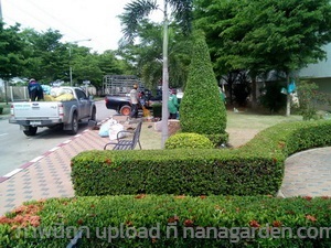 รับเหมาตัดหญ้า ตัดแต่งสวน อยุธยาและจัังหวัดใกล้เคียง | รับจัดสวน ตัดหญ้า อยุธยา - นครหลวง พระนครศรีอยุธยา