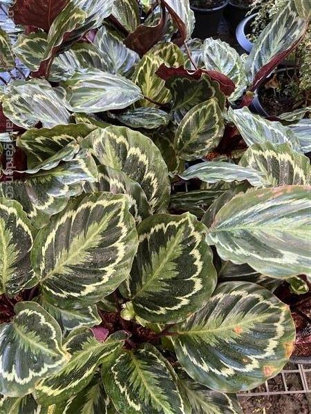 คล้านกยูงเขียว Calathea Roseopicta | Alungkarn - เมืองราชบุรี ราชบุรี