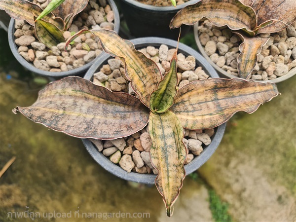 ขายลิ้นมังกรสีสำริดด่างฟอร์มสวย "S.Kirkii coppertone v." | proud garden - เมืองนครปฐม นครปฐม