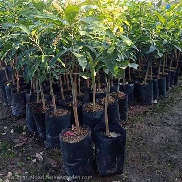 มะม่วงมันศาลายา | สวนพิจิตรา พันธุ์ไม้ (ปราจีนบุรี) - เมืองปราจีนบุรี ปราจีนบุรี