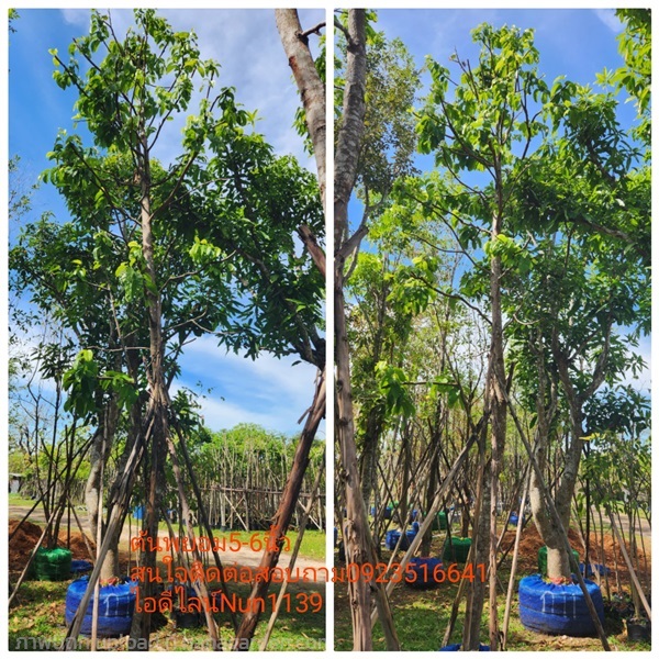ต้นพยอม | สวนป้าควรพันธ์ไม้ -  สระบุรี