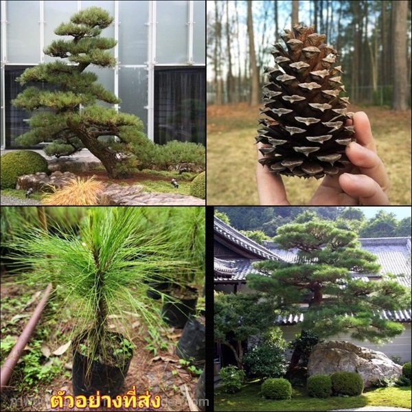 (1ต้น)  ต้นสน Pinus kesiya สนสามใบ หรือ เกี๊ยะแดง | Shopping by lewat - เมืองมหาสารคาม มหาสารคาม
