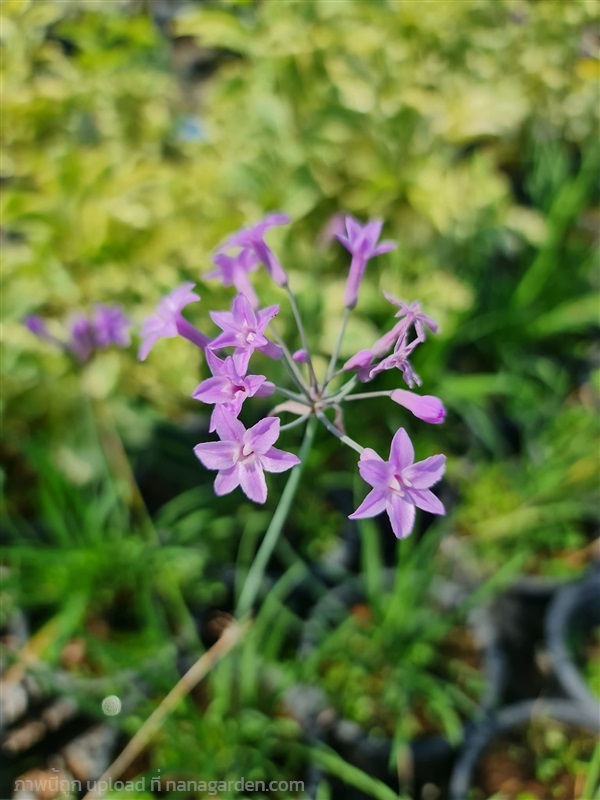 ขายต้นกุยช่ายดอกม่วง สีสวยค่ะ ออกดอกตลอดปี อยู่แดดได้รำไรได้ | proud garden - เมืองนครปฐม นครปฐม