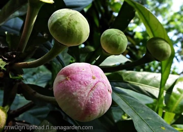 บัวสวรรค์ | เมล็ดพันธุ์ดี เกษตรวิถีไทย - เมืองระยอง ระยอง