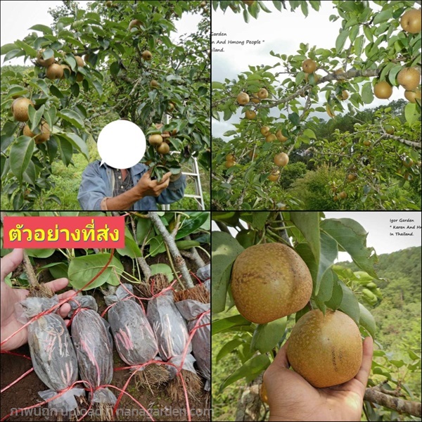 (1กิ่งตอน) กิ่งตอน สาลี่หิมะ  Yokohama Wase Asain Pears | Shopping by lewat - เมืองมหาสารคาม มหาสารคาม