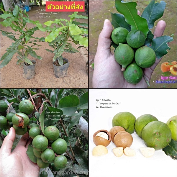 (1ต้น) ต้น แมคาเดเมีย Macadamia  | Shopping by lewat - เมืองมหาสารคาม มหาสารคาม