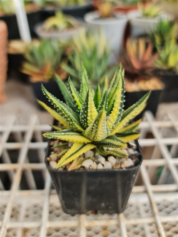 ขายฮาโวเทียม้าลายจุดด่างเหลือง "Haworthia attennuata v." | proud garden - เมืองนครปฐม นครปฐม