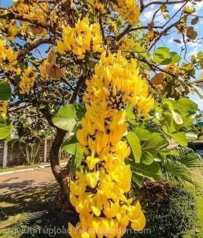 ต้นทองกวาวสีเหลือง | สวนพิจิตรา พันธุ์ไม้ (ปราจีนบุรี) - เมืองปราจีนบุรี ปราจีนบุรี