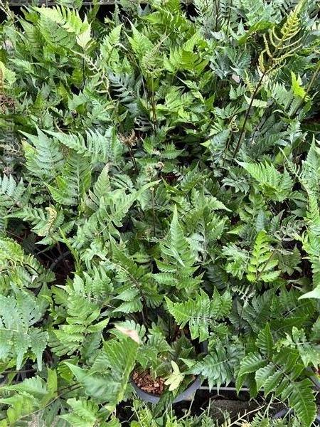 เฟิร์นเทพพนม Heterogonium pinnatum (Copel.) Holttum | Alungkarn - เมืองราชบุรี ราชบุรี