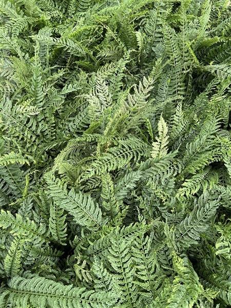 เฟิร์นพลาสติก Belanger spleenwort | Alungkarn - เมืองราชบุรี ราชบุรี