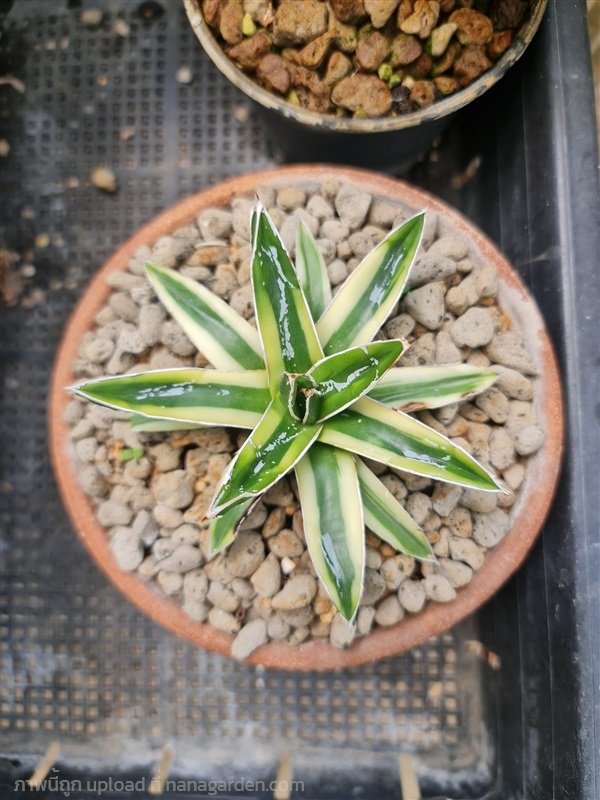 ขายอากาเว่คิซาน "Agave victoriae reginae kizan" | proud garden - เมืองนครปฐม นครปฐม