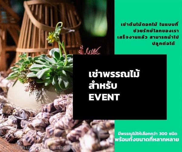 บริการเช่าต้นไม้สำหรับงาน EVENT | Alungkarn - เมืองราชบุรี ราชบุรี