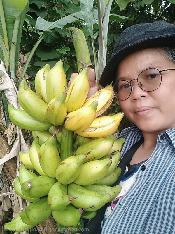 กล้วยนมสาว ขายหน่อพันธุ์ | เมล็ดพันธุ์ดี เกษตรวิถีไทย - เมืองระยอง ระยอง