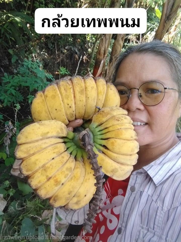 กล้วยเทพนม ขายหน่อพันธุ์ | เมล็ดพันธุ์ดี เกษตรวิถีไทย - เมืองระยอง ระยอง