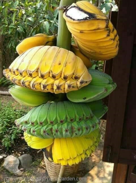กล้วยเทพนม ขายหน่อพันธุ์ | เมล็ดพันธุ์ดี เกษตรวิถีไทย - เมืองระยอง ระยอง