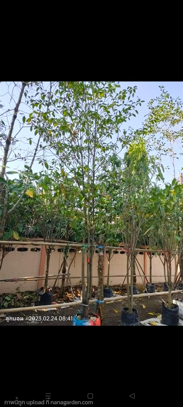 กันเกรา4" | สวนป้านิตย์ ปราจีนบุรี - เมืองปราจีนบุรี ปราจีนบุรี