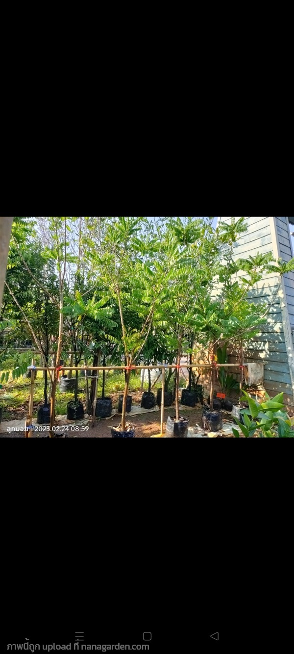 ตะลิงปลิง2" | สวนป้านิตย์ ปราจีนบุรี - เมืองปราจีนบุรี ปราจีนบุรี