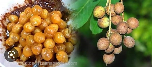 ตะคร้อ | สวนพิจิตรา พันธุ์ไม้ (ปราจีนบุรี) - เมืองปราจีนบุรี ปราจีนบุรี