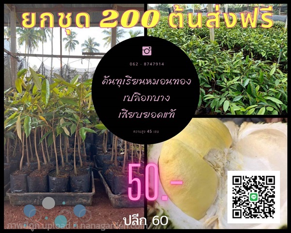 ยกชุด200ต้นส่งฟรี50 บาทต้นทุเรียนหมอนทองแท้ พันธุ์เปลือกบาง | สนั่นดังกล้าต้นไม้ - เมืองชุมพร ชุมพร