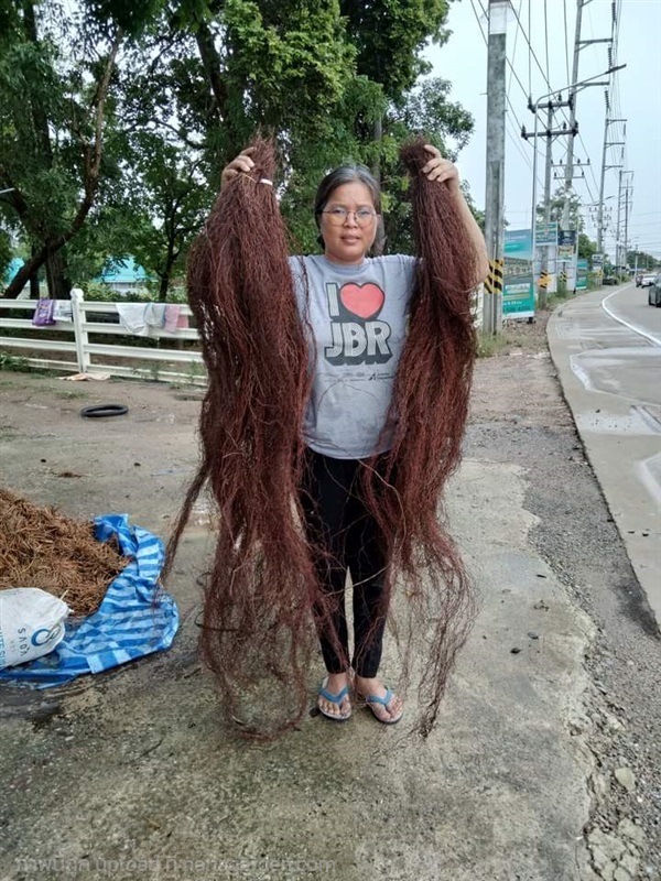 รากอากาศไทรย้อย รากสด | เมล็ดพันธุ์ดี เกษตรวิถีไทย - เมืองระยอง ระยอง