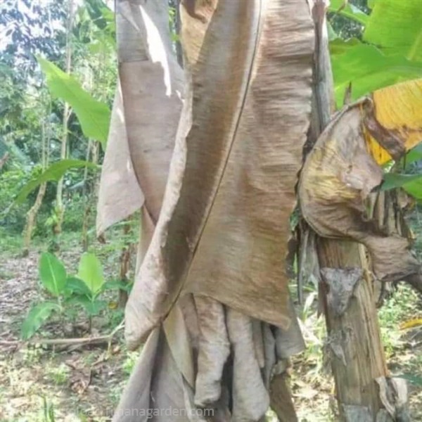 ขายใบตองกล้วยป่าตากแห้งครึ่งโล125บา | เมล็ดพันธุ์ดี เกษตรวิถีไทย - เมืองระยอง ระยอง