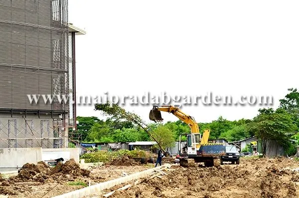 โรงพยาบาลชลประทาน จังหวัดนนทบุรี โดยร้านไม้ประดับการ์เด้น อ.เมือง ...