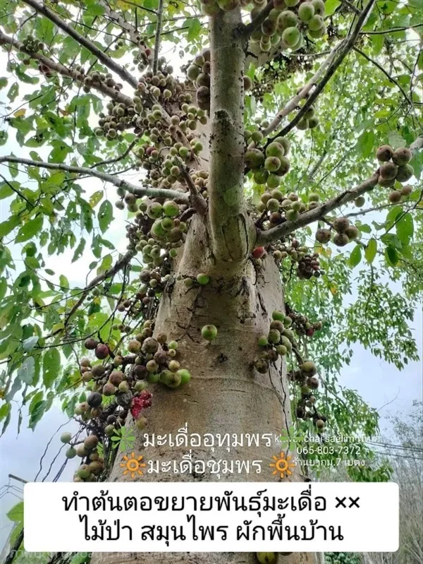 มะเดื่ออุทุมพร อายุ 5 เดือน โดยสวนเบตง กม.7 อ.เบตง จ.ยะลา รหัสสินค้า 372744