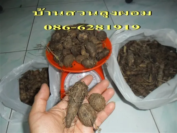 มันเสา (หัวอากาศ/หำมัน) สำหรับปลูก โดยบ้านสวนลุงผอม อ.ประจันตคาม จ. ... มันเสา (หัวอากาศ/หำมัน) สำหรับปลูก โดยบ้านสวนลุงผอม อ.ประจันตคาม จ. ...