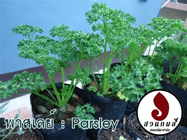 พาสเลย์ (Parsley) โดยสวนกมล ออแกนิคฟาร์ม อ.เมืองเชียงราย จ.เชียงราย รหัสสินค้า 280696 พาสเลย์ (Parsley) โดยสวนกมล ออแกนิคฟาร์ม อ.เมืองเชียงราย จ.เชียงราย รหัสสินค้า 280696