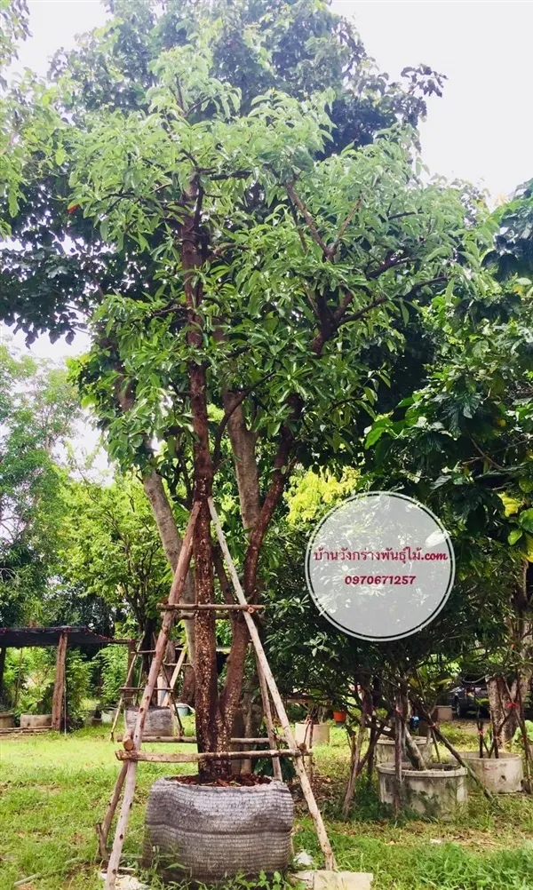 (ตะลุมพุก) พุดระฆังเงิน โดยบ้านวังกร่างพันธุ์ไม้ อ.บางมูลนาก จ.พิจิตร ...