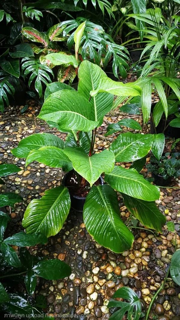 philodendron snow white Philodendron, Variegated Snowdrift 6