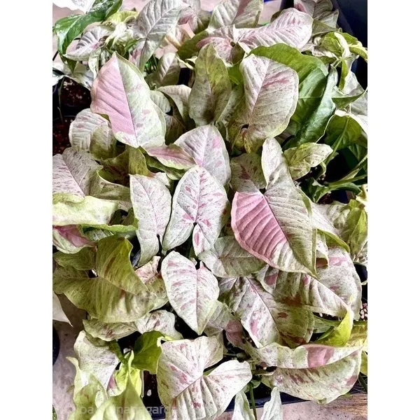 ??Syngonium Milk Confetti มิลค์คอนเฟตติ โดยCTK Garden อ.เมืองราชบุรี จ. ...