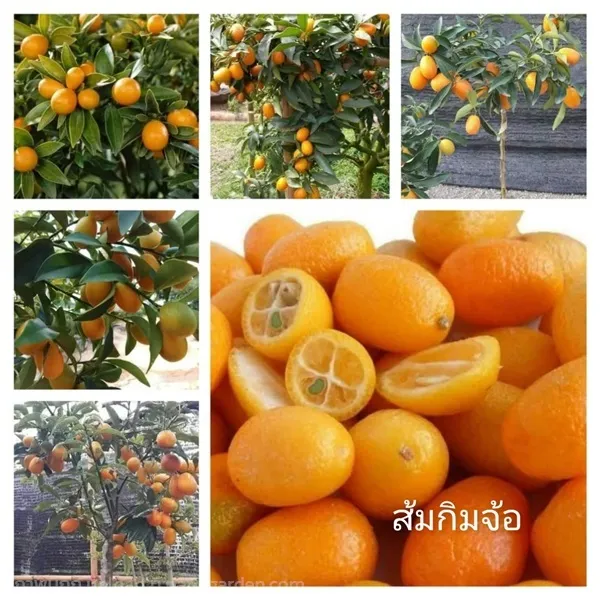 ส้มกิมจ้อ โดยสวนพิจิตรา พันธุ์ไม้ (ปราจีนบุรี) อ.เมืองปราจีนบุรี จ. ...